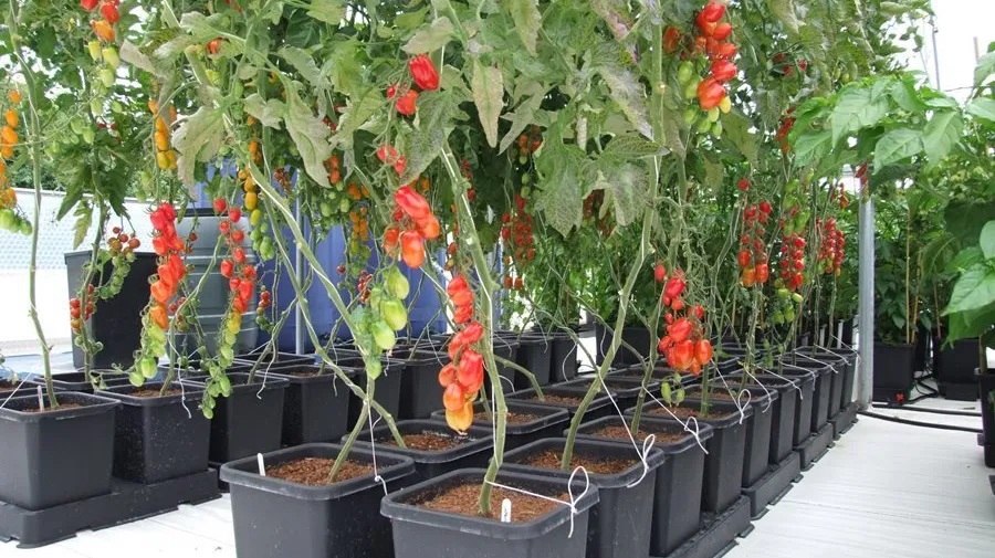 Hydroponics