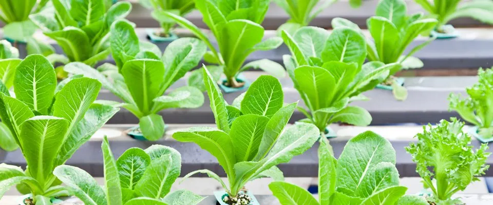 Hydroponics in Lanarkshire